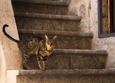 İnsanlara çok alışkın ünlü Kotor kedileri, Karadağ 'ın deniz kenarındaki Avrupa eski kasabası, eski duvarlarda sevimli hayvanlar
