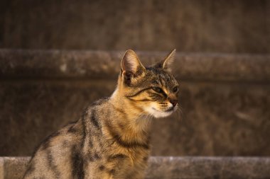İnsanlara çok alışkın ünlü Kotor kedileri, Karadağ 'ın deniz kenarındaki Avrupa eski kasabası, eski duvarlarda sevimli hayvanlar