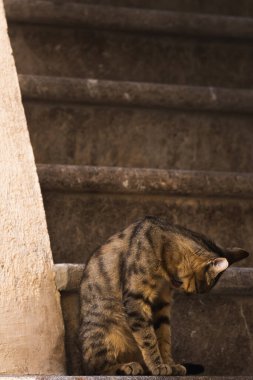 İnsanlara çok alışkın ünlü Kotor kedileri, Karadağ 'ın deniz kenarındaki Avrupa eski kasabası, eski duvarlarda sevimli hayvanlar