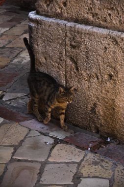 İnsanlara çok alışkın ünlü Kotor kedileri, Karadağ 'ın deniz kenarındaki Avrupa eski kasabası, eski duvarlarda sevimli hayvanlar