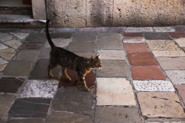 İnsanlara çok alışkın ünlü Kotor kedileri, Karadağ 'ın deniz kenarındaki Avrupa eski kasabası, eski duvarlarda sevimli hayvanlar