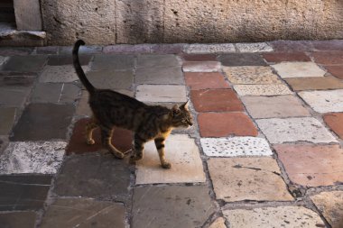 İnsanlara çok alışkın ünlü Kotor kedileri, Karadağ 'ın deniz kenarındaki Avrupa eski kasabası, eski duvarlarda sevimli hayvanlar