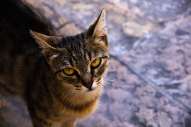İnsanlara çok alışkın ünlü Kotor kedileri, Karadağ 'ın deniz kenarındaki Avrupa eski kasabası, eski duvarlarda sevimli hayvanlar