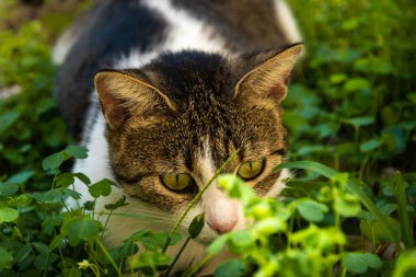 İnsanlara çok alışkın ünlü Kotor kedileri, Karadağ 'ın deniz kenarındaki Avrupa eski kasabası, eski duvarlarda sevimli hayvanlar
