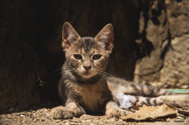 İnsanlara çok alışkın ünlü Kotor kedileri, Karadağ 'ın deniz kenarındaki Avrupa eski kasabası, eski duvarlarda sevimli hayvanlar