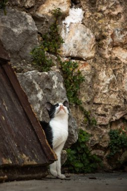 İnsanlara çok alışkın ünlü Kotor kedileri, Karadağ 'ın deniz kenarındaki Avrupa eski kasabası, eski duvarlarda sevimli hayvanlar