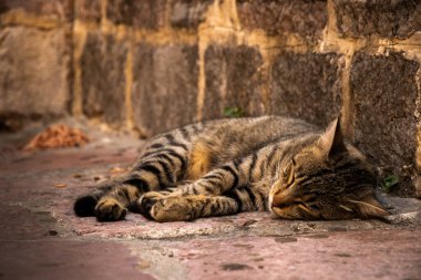 İnsanlara çok alışkın ünlü Kotor kedileri, Karadağ 'ın deniz kenarındaki Avrupa eski kasabası, eski duvarlarda sevimli hayvanlar