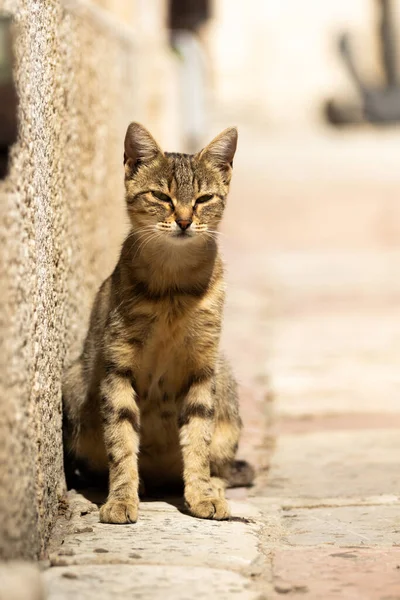 Slavné Kočky Kotor Kteří Jsou Velmi Zvyklí Lidi Evropské Staré — Stock fotografie