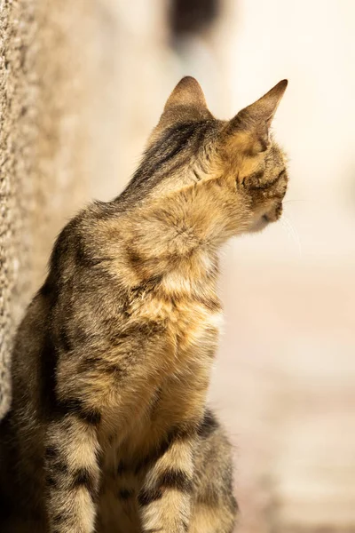 Famosos Gatos Kotor Que Están Muy Acostumbrados Gente Casco Antiguo — Foto de Stock
