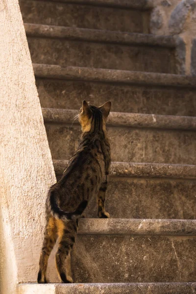 Słynne Koty Kotor Które Bardzo Przyzwyczajone Ludzi Europejskie Stare Miasto — Zdjęcie stockowe