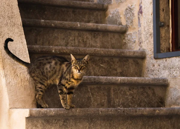 Famosos Gatos Kotor Que Están Muy Acostumbrados Gente Casco Antiguo — Foto de Stock