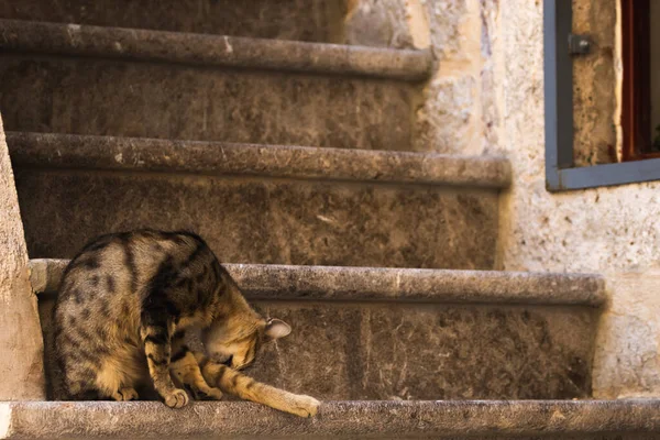 Famosos Gatos Kotor Que Estão Muito Acostumados Com Pessoas Cidade — Fotografia de Stock