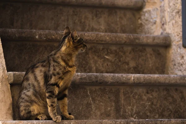 Berühmte Kotor Katzen Die Sehr Menschen Gewöhnt Sind Europäische Altstadt — Stockfoto