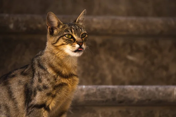 Berühmte Kotor Katzen Die Sehr Menschen Gewöhnt Sind Europäische Altstadt — Stockfoto