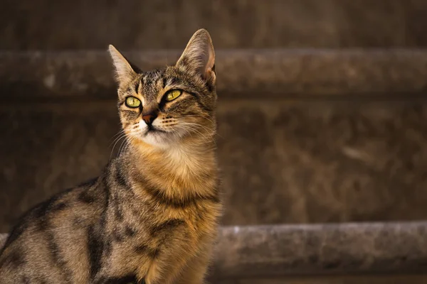 Berühmte Kotor Katzen Die Sehr Menschen Gewöhnt Sind Europäische Altstadt — Stockfoto