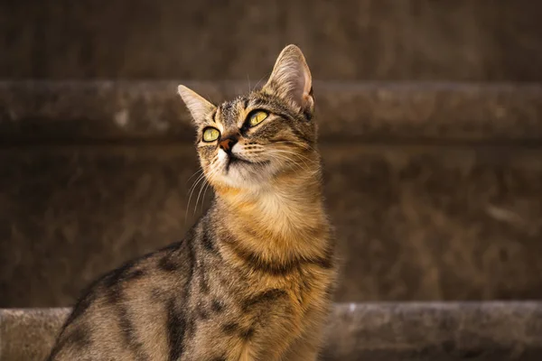 Słynne Koty Kotor Które Bardzo Przyzwyczajone Ludzi Europejskie Stare Miasto — Zdjęcie stockowe