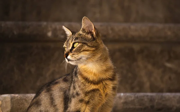 海の近くのモンテネグロのヨーロッパの古い町 古い壁のかわいい動物に非常に慣れている有名なコトル猫 — ストック写真