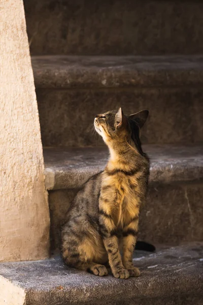 Berömda Kotor Katter Som Mycket Vana Vid Människor Europeiska Gamla — Stockfoto