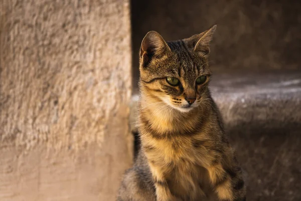 Berühmte Kotor Katzen Die Sehr Menschen Gewöhnt Sind Europäische Altstadt — Stockfoto