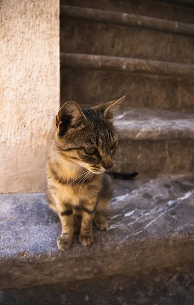 แมว Kotor อเส ยงท นเคยก องเก โรปในมอนเตเนโกร ใกล ทะเล กในก — ภาพถ่ายสต็อก