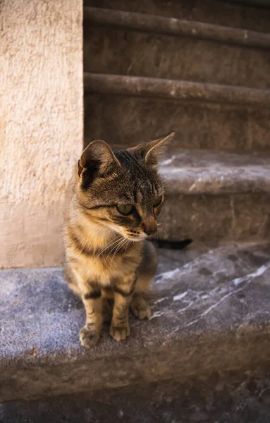 Célèbres Chats Kotor Qui Sont Très Habitués Aux Gens Vieille — Photo