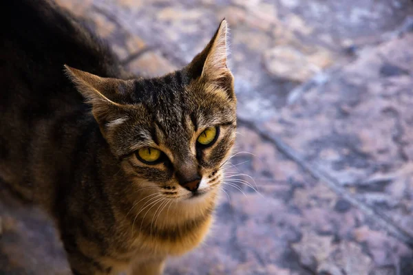 İnsanlara çok alışkın ünlü Kotor kedileri, Karadağ 'ın deniz kenarındaki Avrupa eski kasabası, eski duvarlarda sevimli hayvanlar