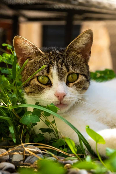 Beroemde Kotor Katten Die Erg Gewend Zijn Aan Mensen Europese — Stockfoto