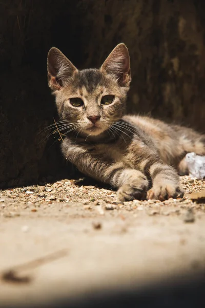 熟悉人类的著名科托猫 靠近大海的黑山欧洲老城 古城墙中可爱的动物 — 图库照片