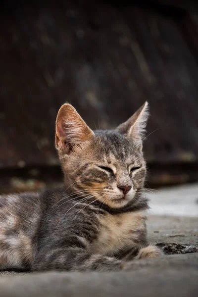 Berühmte Kotor Katzen Die Sehr Menschen Gewöhnt Sind Europäische Altstadt — Stockfoto