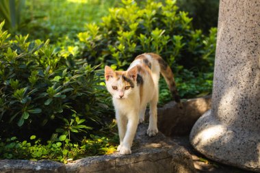 İnsanlara çok alışkın ünlü Kotor kedileri, Karadağ 'ın deniz kenarındaki Avrupa eski kasabası, eski duvarlarda sevimli hayvanlar