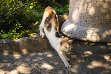 İnsanlara çok alışkın ünlü Kotor kedileri, Karadağ 'ın deniz kenarındaki Avrupa eski kasabası, eski duvarlarda sevimli hayvanlar