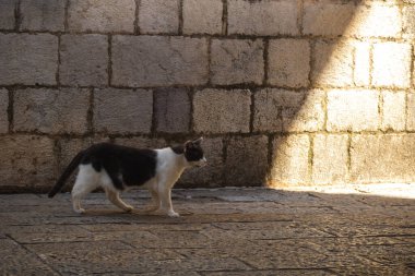 Kedi, aydınlığa giden patika boyunca eski cadde boyunca yürür, Karadağ
