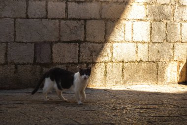 Kedi, aydınlığa giden patika boyunca eski cadde boyunca yürür, Karadağ