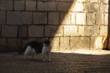 İnsanlara çok alışkın ünlü Kotor kedileri, Karadağ 'ın deniz kenarındaki Avrupa eski kasabası, eski duvarlarda sevimli hayvanlar