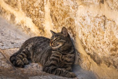 İnsanlara çok alışkın ünlü Kotor kedileri, Karadağ 'ın deniz kenarındaki Avrupa eski kasabası, eski duvarlarda sevimli hayvanlar