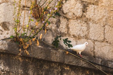Krakow eski şehrinde bir sürü güvercin var. Pazar Meydanı. Polonya