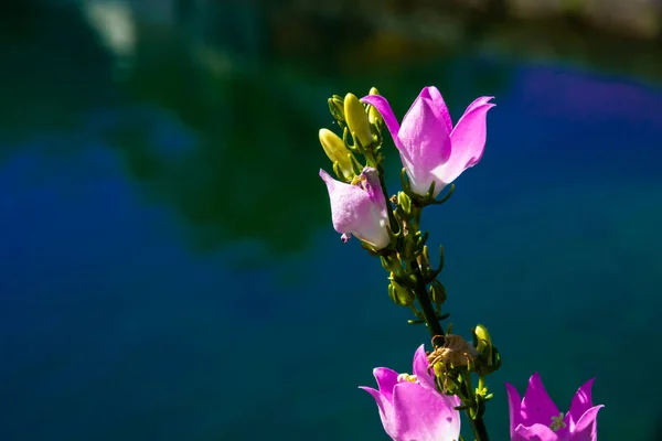Beautiful pink flowers against the background of a deep blue pond in Montenegro