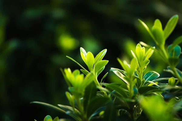 Erba Fresca Verde Poco Profonda Dof — Foto Stock