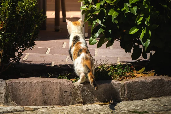 Híres Kotor Macskák Akik Nagyon Hozzászoktak Emberek Európai Óváros Montenegró — Stock Fotó