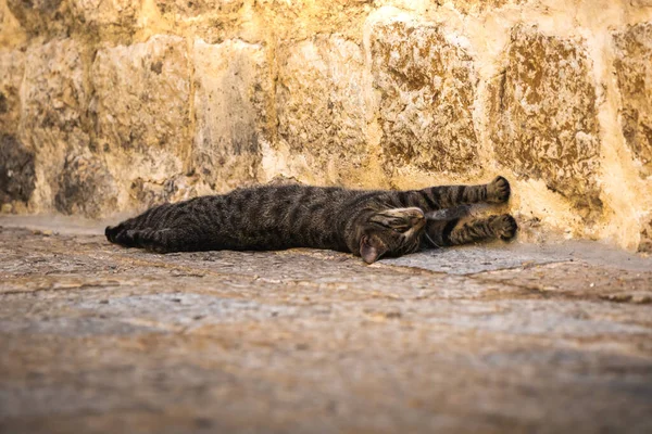 Famosos Gatos Kotor Que Están Muy Acostumbrados Gente Casco Antiguo —  Fotos de Stock