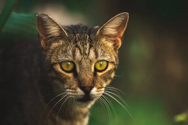 Famosi Gatti Kotor Che Sono Molto Abituati Alla Gente Città — Foto Stock