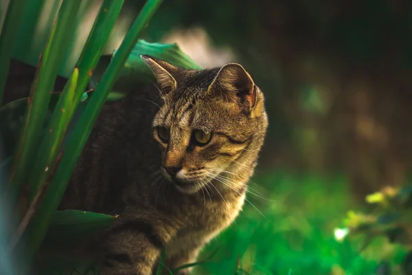 Berühmte Kotor Katzen Die Sehr Menschen Gewöhnt Sind Europäische Altstadt — Stockfoto