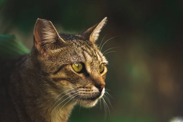 Famosi Gatti Kotor Che Sono Molto Abituati Alla Gente Città — Foto Stock