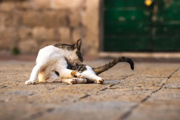 Famosos Gatos Kotor Que Están Muy Acostumbrados Gente Casco Antiguo —  Fotos de Stock