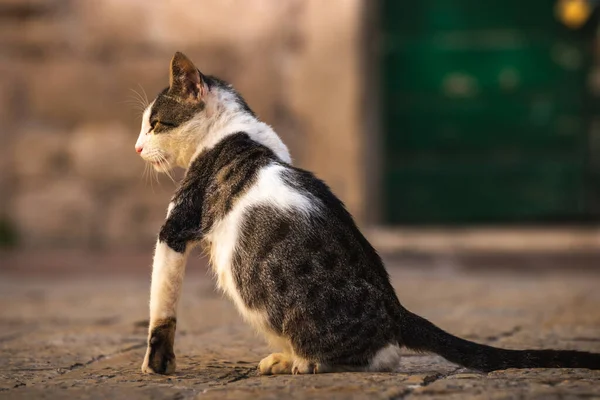 Krásná Kočka Plném Růstu Pozadí Vchodu Starého Obchodu Evropské Město — Stock fotografie