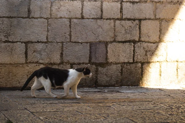 Kočka Kráčí Staré Ulici Dlážděné Cestě Světlu Černá Hora — Stock fotografie