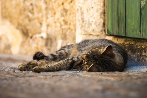 Berühmte Kotor Katzen Die Sehr Menschen Gewöhnt Sind Europäische Altstadt — Stockfoto