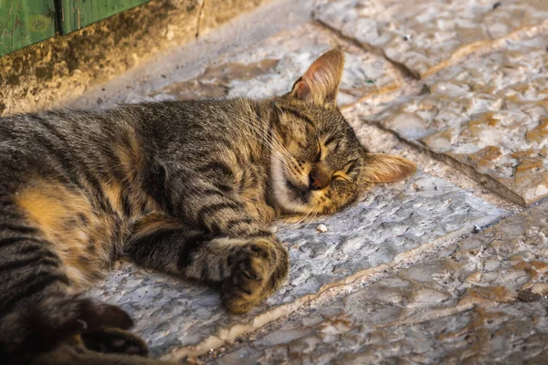 Berömda Kotor Katter Som Mycket Vana Vid Människor Europeiska Gamla — Stockfoto