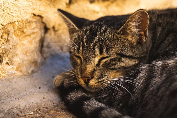 熟悉人类的著名科托猫 靠近大海的黑山欧洲老城 古城墙中可爱的动物 — 图库照片