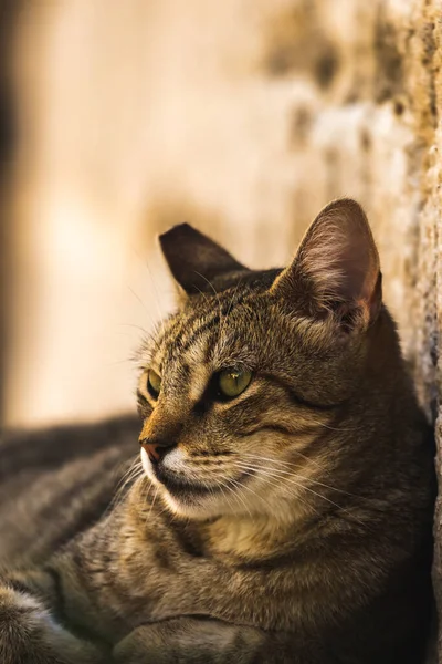 Famosos Gatos Kotor Que Estão Muito Acostumados Com Pessoas Cidade — Fotografia de Stock